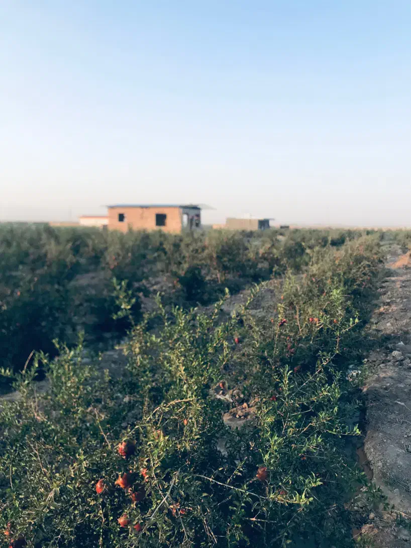 فروش باغ انار حاده ساوه سلفچگان بصورت تمام چک|فروش خانه و ویلا|قم, آزادگان|دیوار