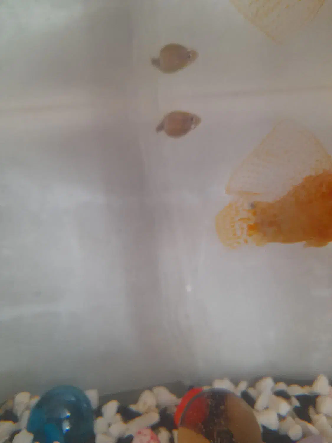 قبول واگذاری ماهی رایگان|ماهی|قم, منبع آب|دیوار