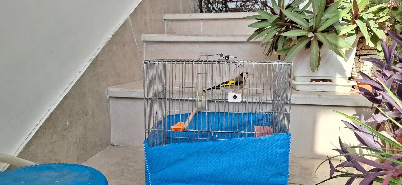 سهره نر|پرنده|بروجرد, |دیوار