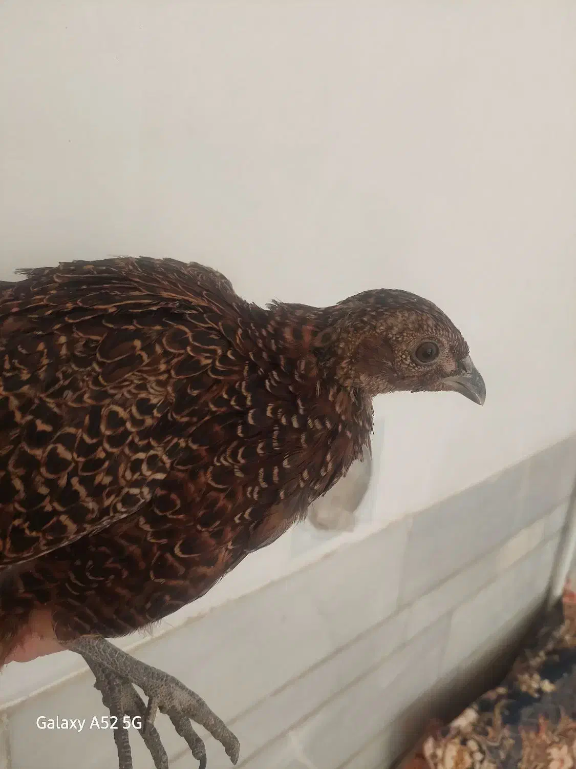 فروش 2عدد پرنده زینتی جوان پاکستانی یک ماده ،یک نر|حیوانات مزرعه|سیرجان, |دیوار