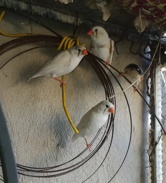 مرغ عشق و فنچ بالغ تخم جوجه ای|پرنده|ایرانشهر, |دیوار