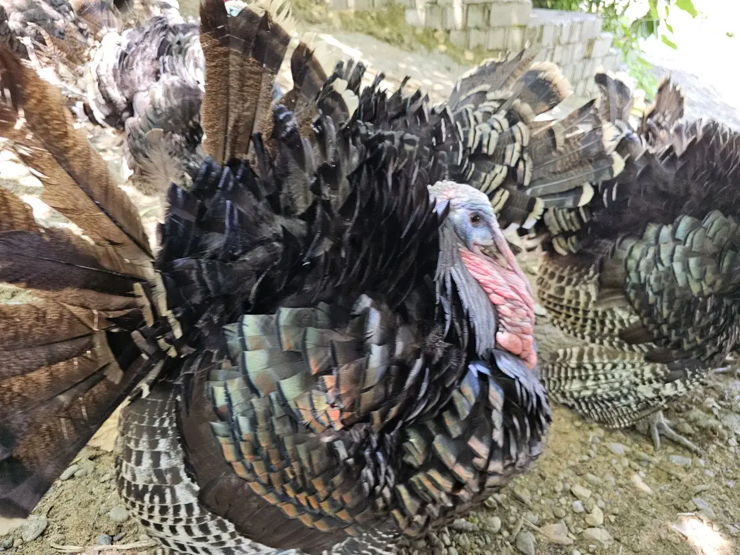 فروش و معاوضه گله جوان بوقلمون مولد برنز|حیوانات مزرعه|لنگرود, |دیوار