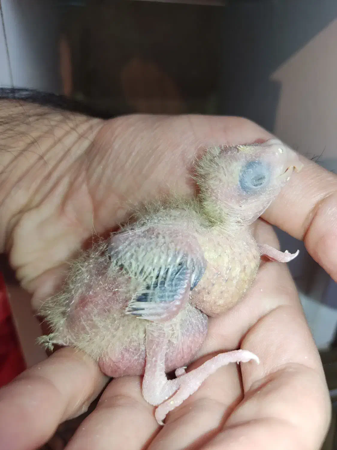 دو عدد جوجه عروس هلندی گلباقالی سرلاکی|پرنده|کرمان, |دیوار