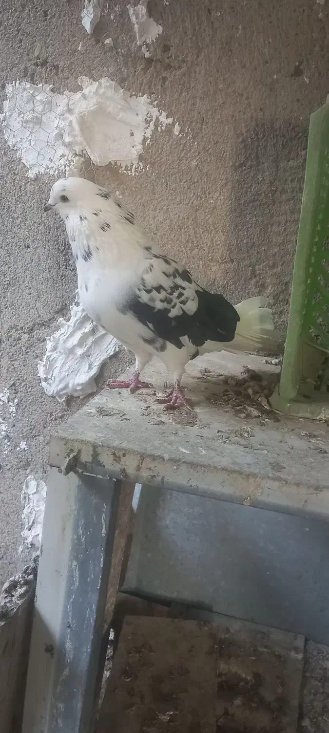 کیوتر|پرنده|هشتگرد, شهرک صنعتی هشتگرد|دیوار