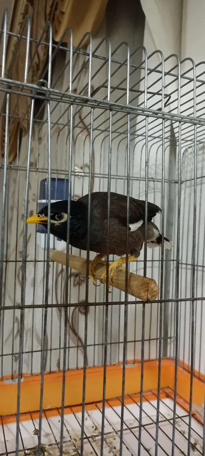 مرغ مینا|پرنده|کاشان, کوچه باسکول|دیوار