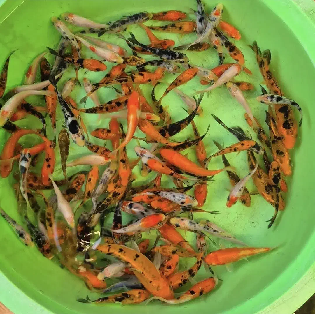 ماهی کوی همه سایز|ماهی|شیراز, شهرک بهار|دیوار