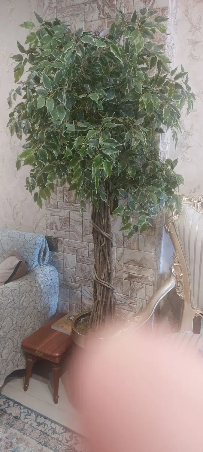درختچه فیکوس ۲ متری وارداتی.بسیار طبیعی (در حد نو)|گل و گیاه طبیعی|تهران, مینای جنوبی|دیوار