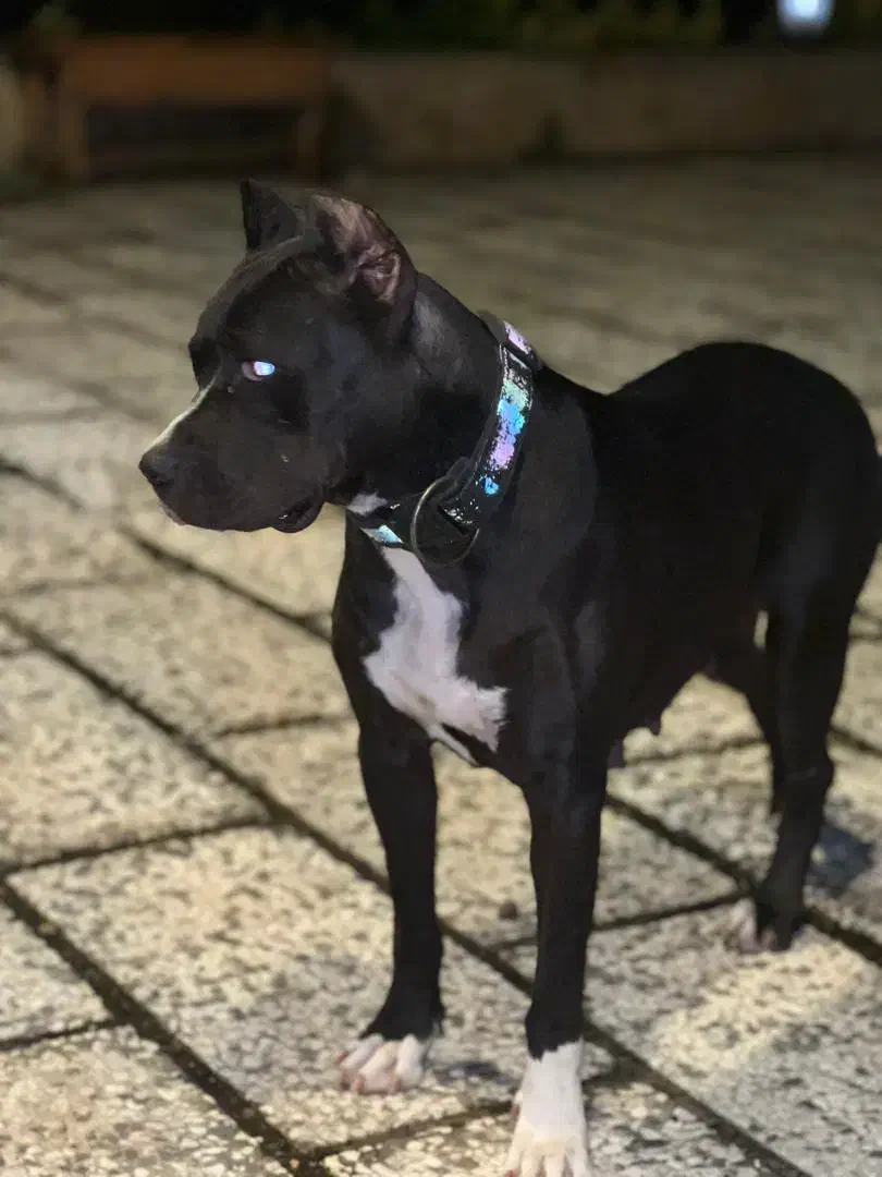 پیتبول ماده اصیل|سگ|رشت, اسماعیل آباد|دیوار