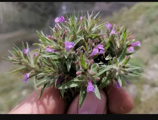 بومادران بادرنجبویه کاکوتی گل زردگل گاوزبان کوهی|خوردنی و آشامیدنی|حمیدیا, |دیوار