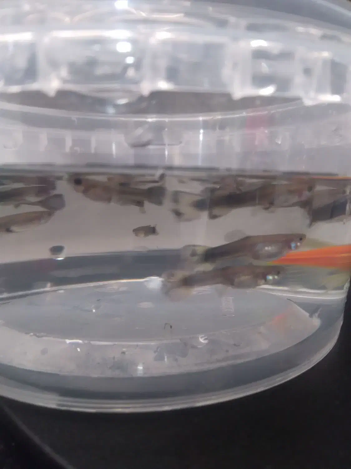 ماهی گوپی|ماهی|کرمانشاه, |دیوار