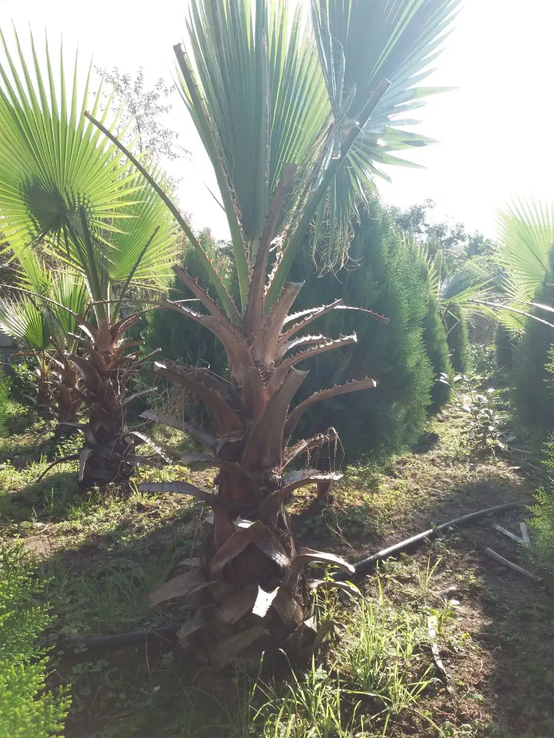 پالم و کامیس نوک دار داخل زمین یکجا فروخته میشود|گل و گیاه طبیعی|رودسر, |دیوار