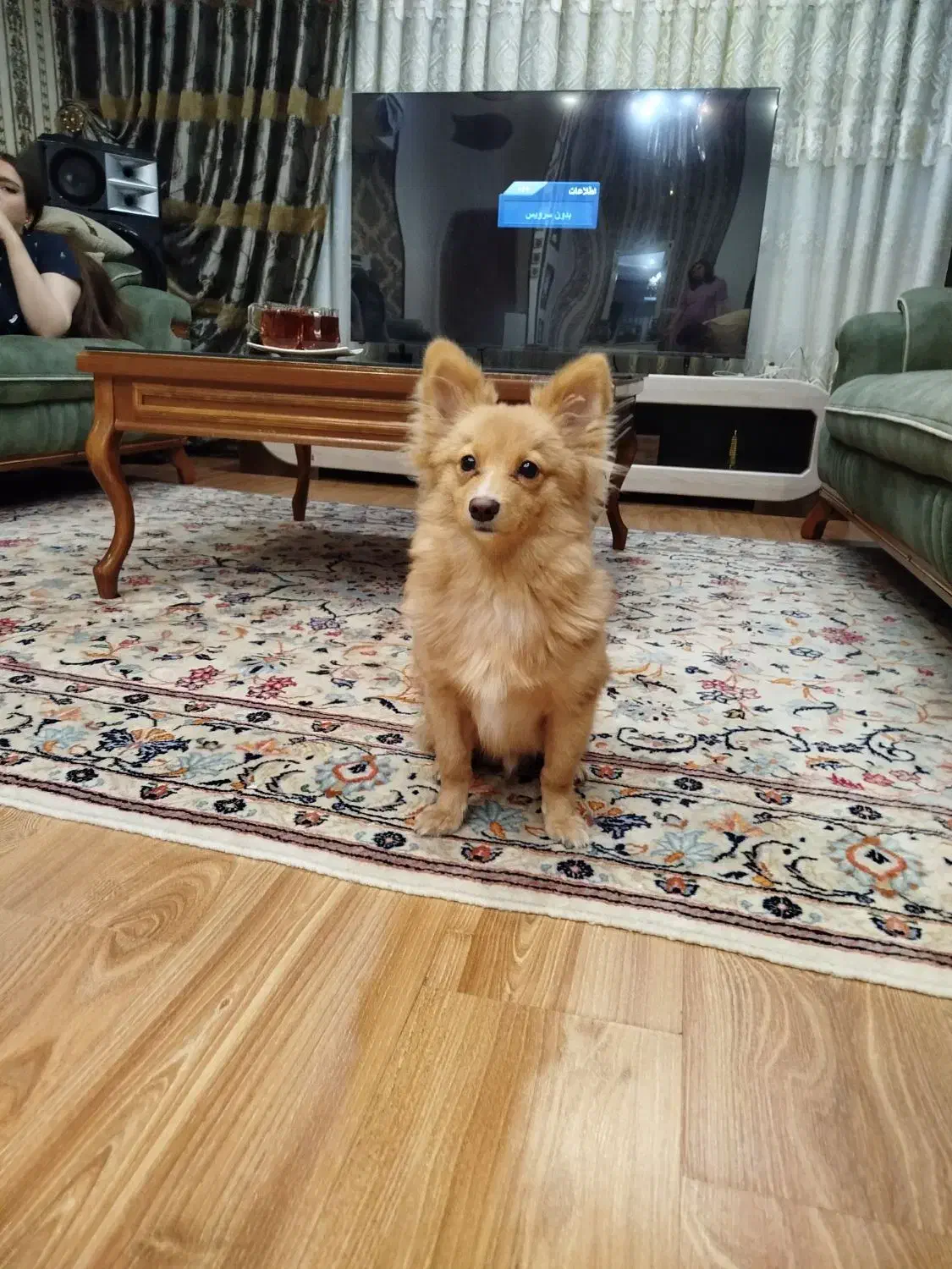 پامرین ۹ماه نر|سگ|کرج, عظیمیه|دیوار