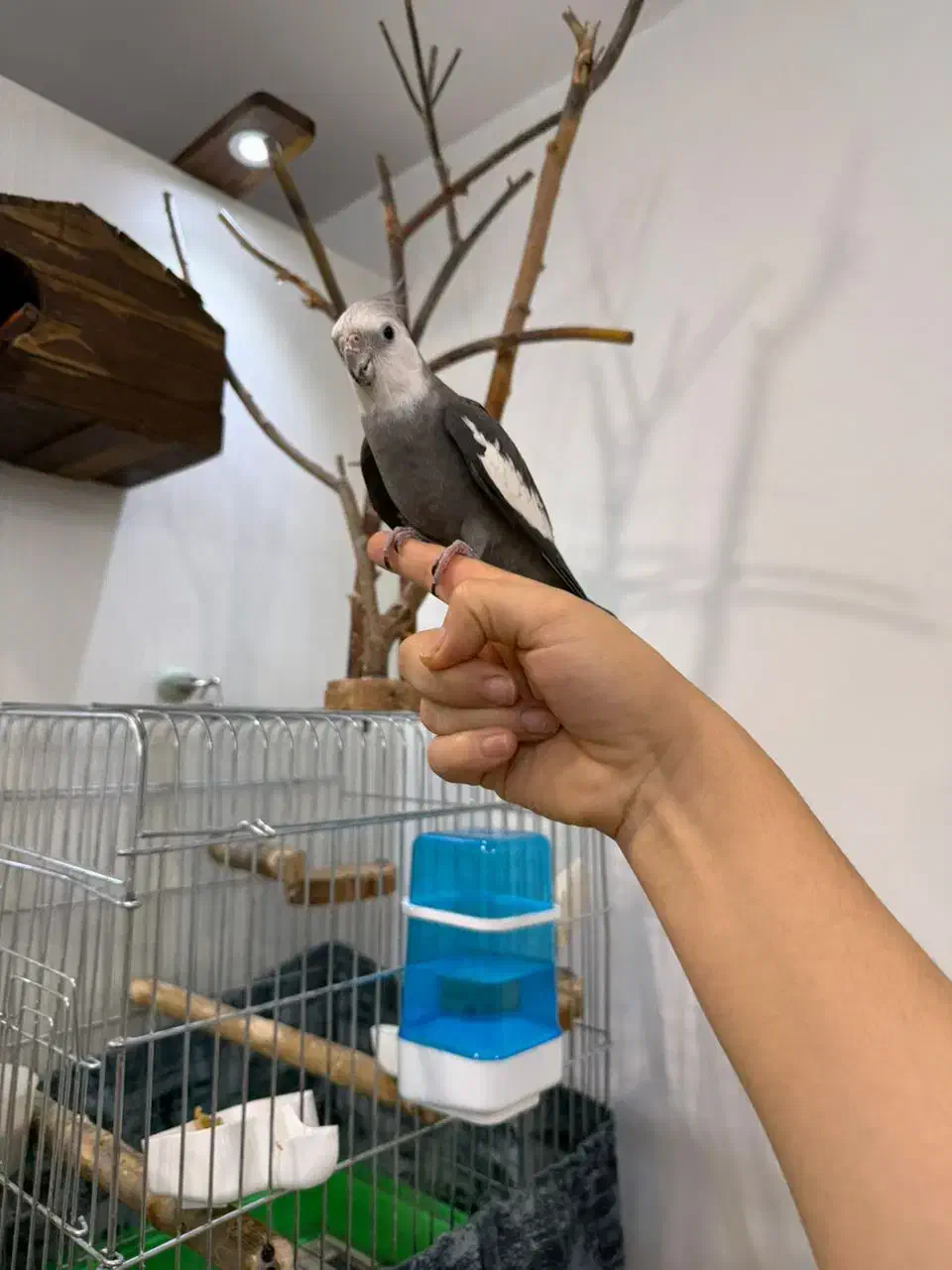 عروس هلندی|پرنده|کرج, چهارصد دستگاه|دیوار