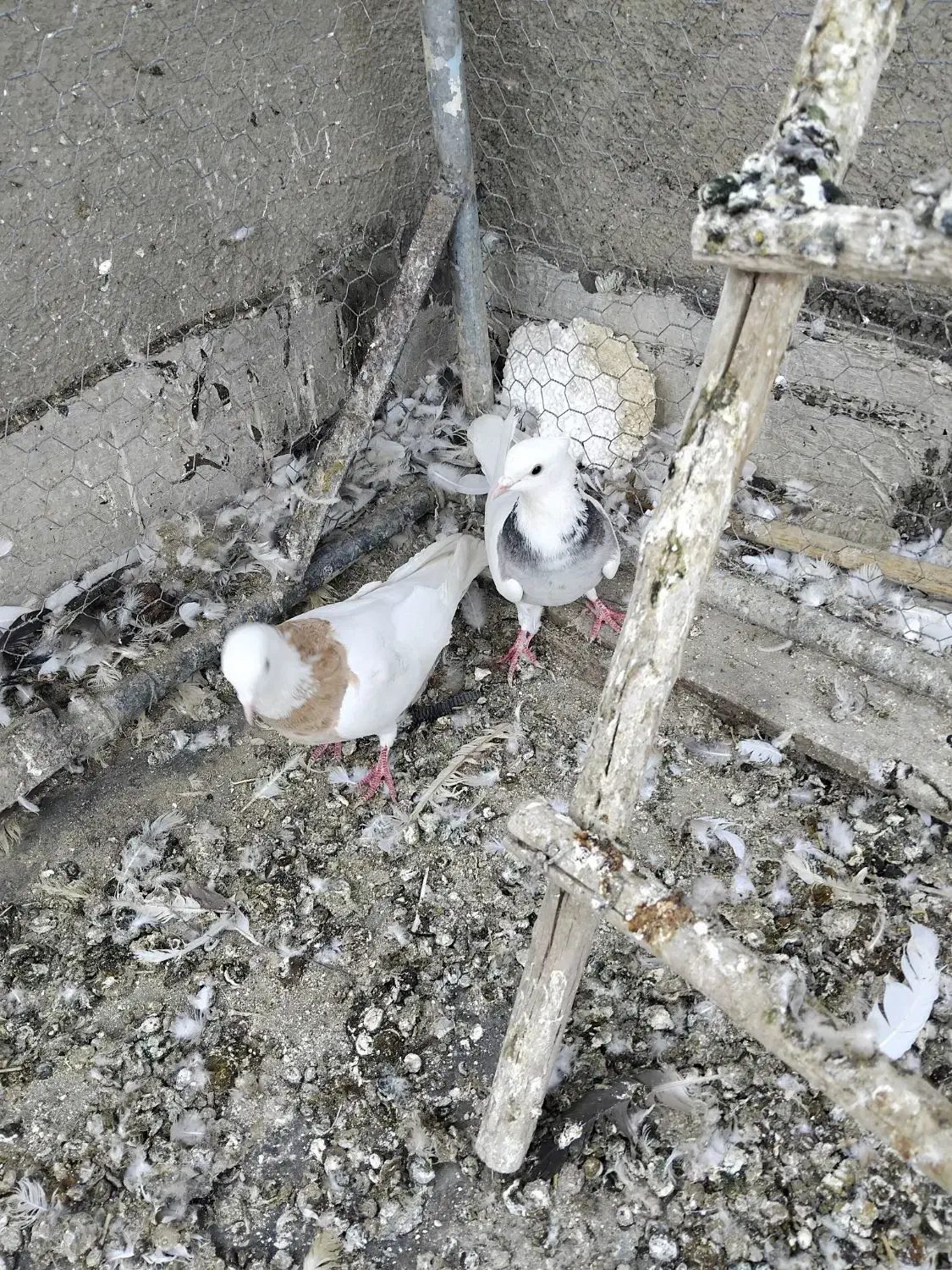 فروشی|پرنده|همدان, |دیوار