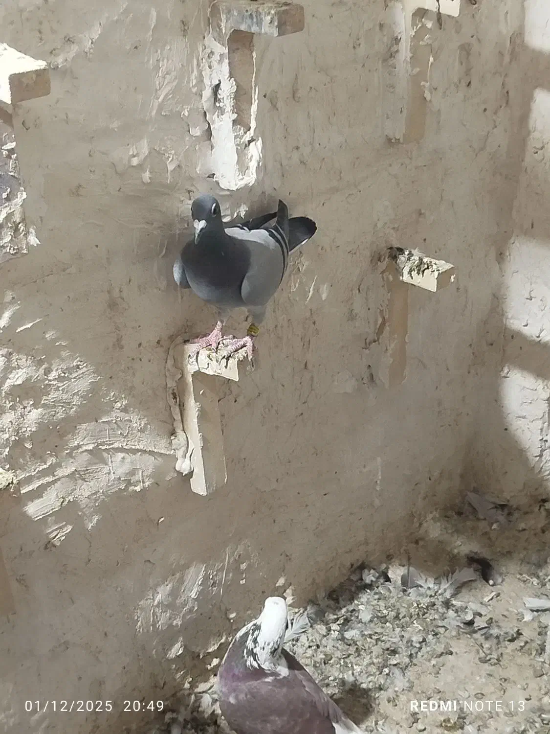 پلاکی و دورگ|پرنده|شوش, |دیوار