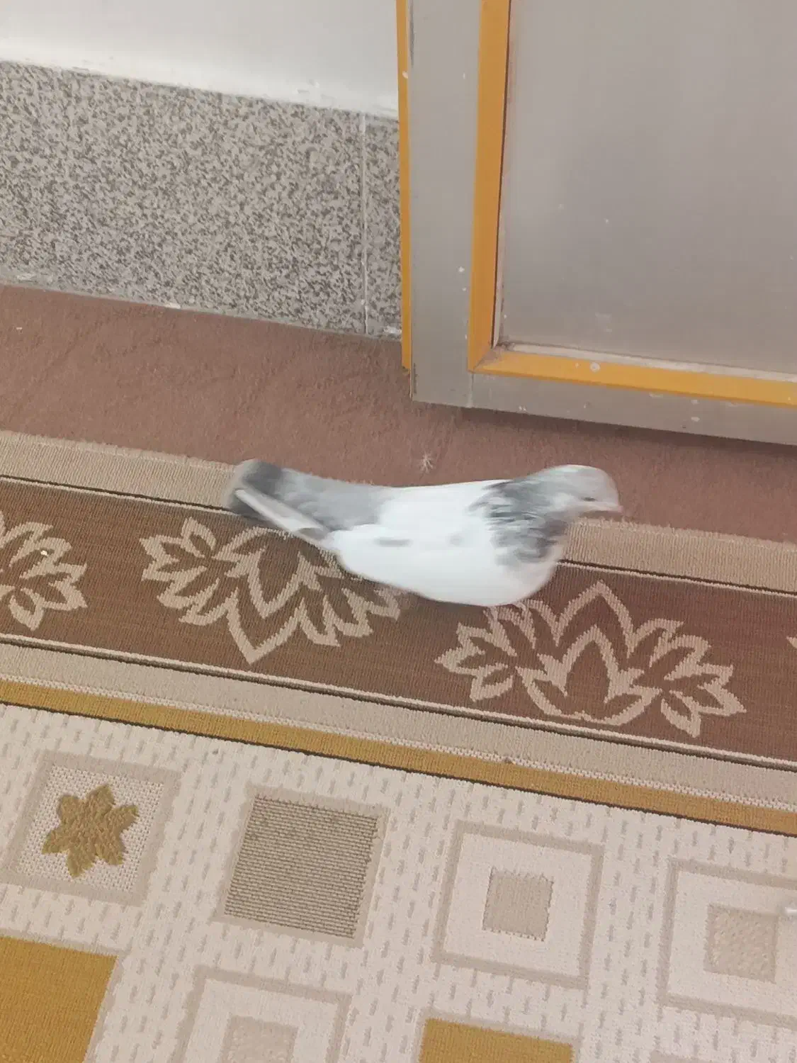 کبوتر|پرنده|لالجین, |دیوار