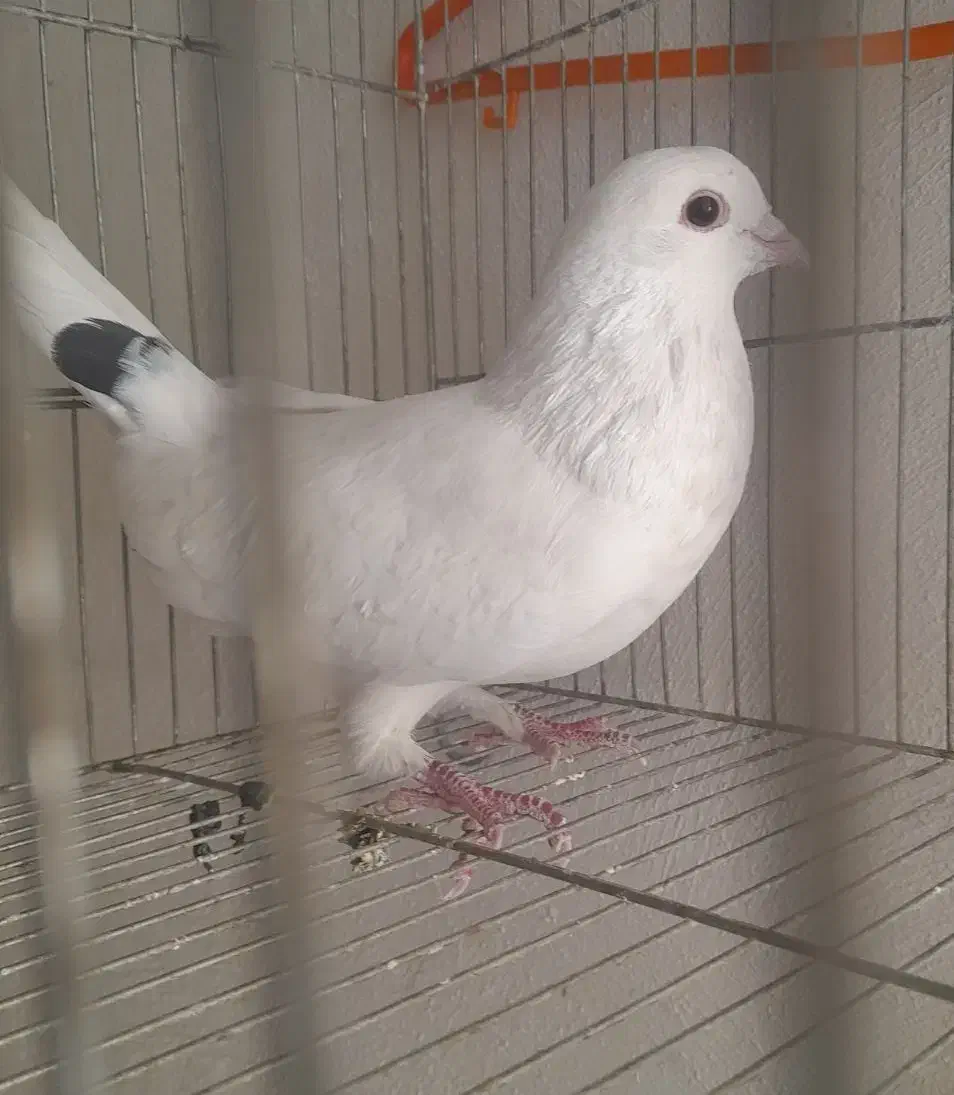 کبوتر|پرنده|سمیرم, |دیوار