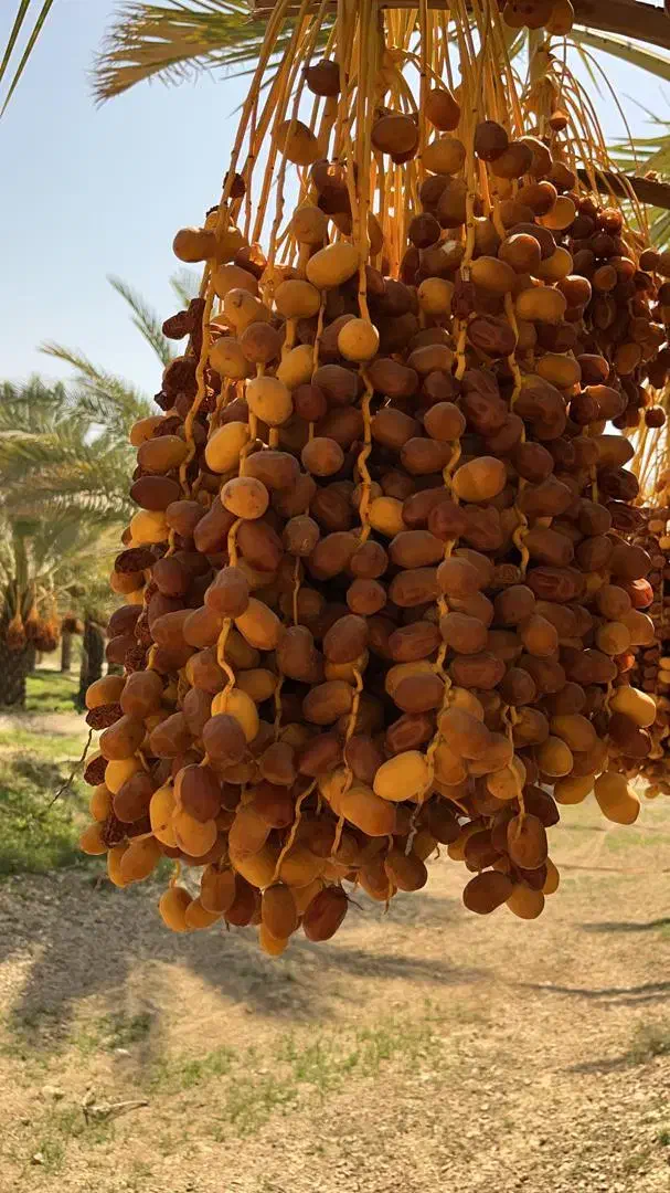 نیروی خرما پاکن|استخدام خدمات فروشگاه و رستوران|برازجان, |دیوار