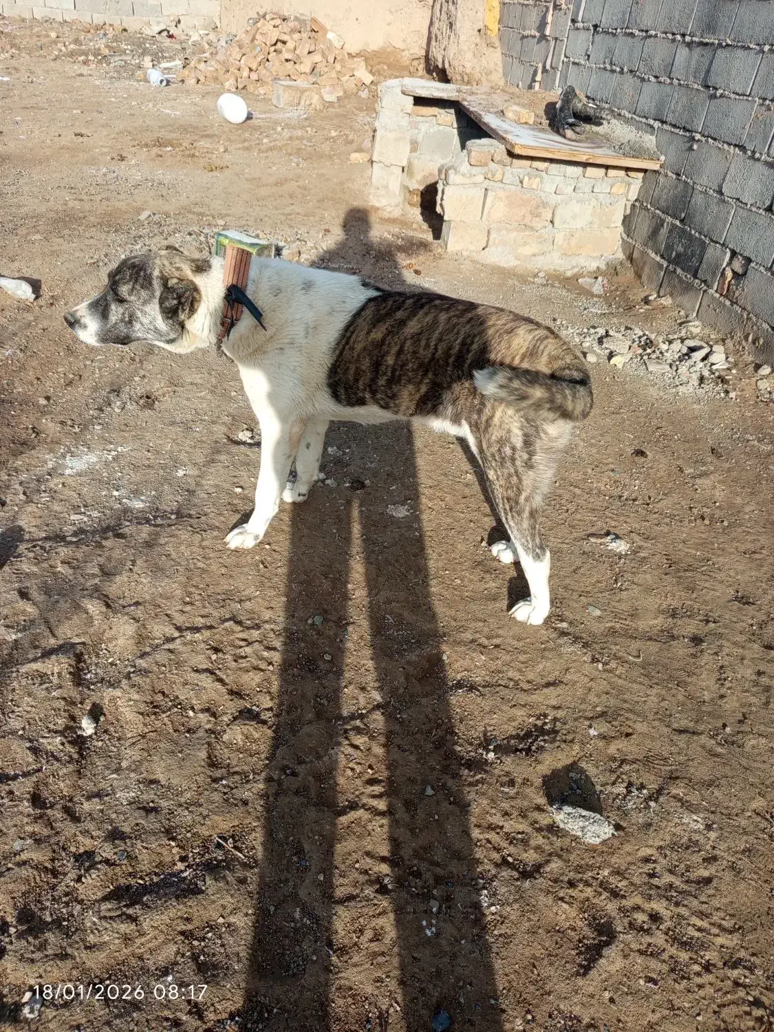 سگ نگهبان|سگ|تربت جام, جلگه موسی آباد|دیوار