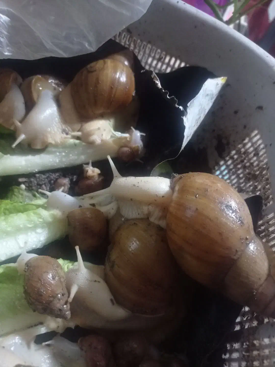 حلزون فروشی|لوازم جانبی حیوانات|بم, |دیوار