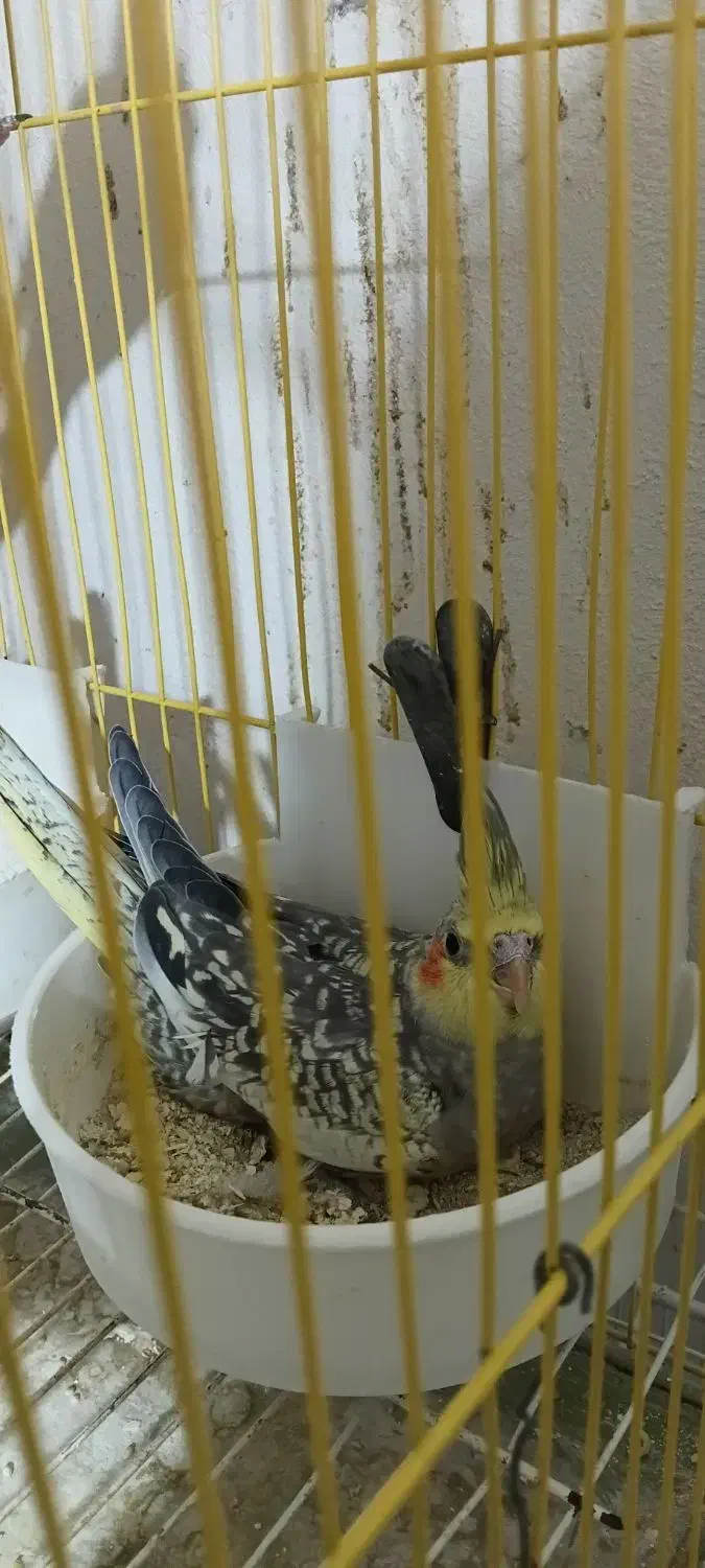 عروس زیبا جوجه دان خور|پرنده|بجنورد, |دیوار