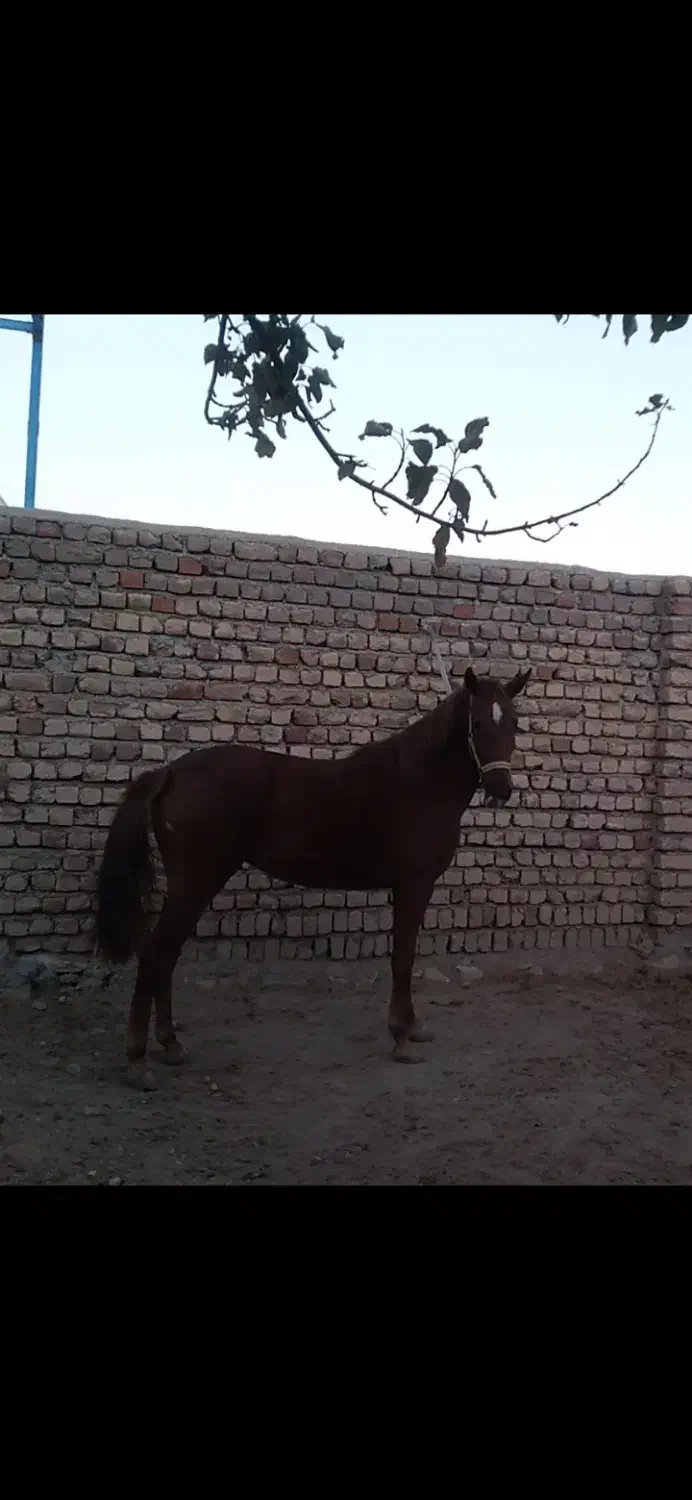 اسب|اسب و تجهیزات اسبسواری|کوهدشت, |دیوار