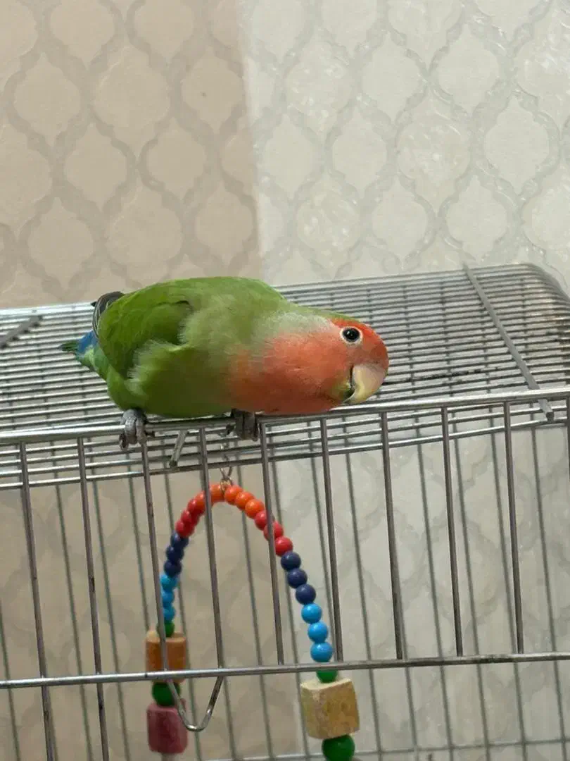 طوطی برزیلی ماده|پرنده|تهران, حافظیه|دیوار