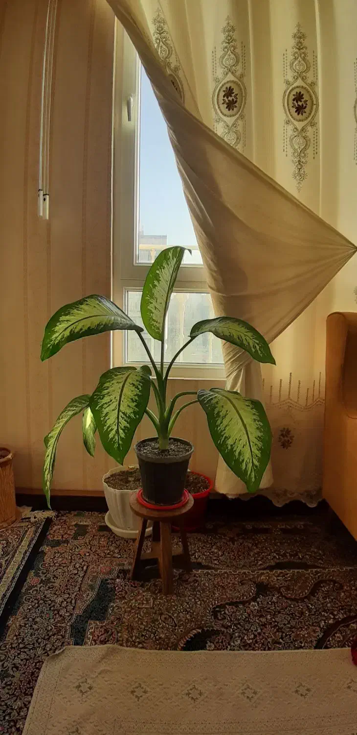 گل دیفن باخیا پهن برگ با گلدان|گل و گیاه طبیعی|مشهد, شهرک لشکر (شهرک غرب)|دیوار