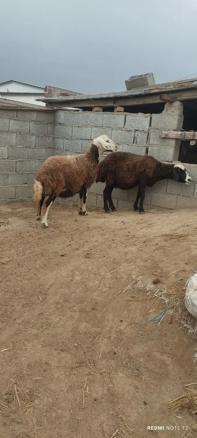 گوسفند|حیوانات مزرعه|سیمین شهر, |دیوار