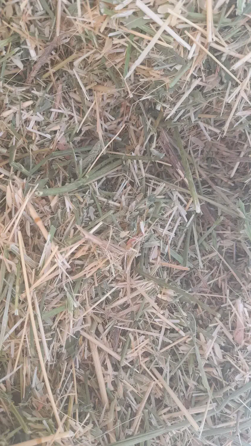 علوفه|حیوانات مزرعه|سنقر, |دیوار