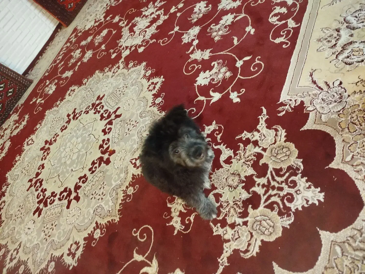 واگذاری سگ شیتزو|سگ|مشهد, عبادی|دیوار