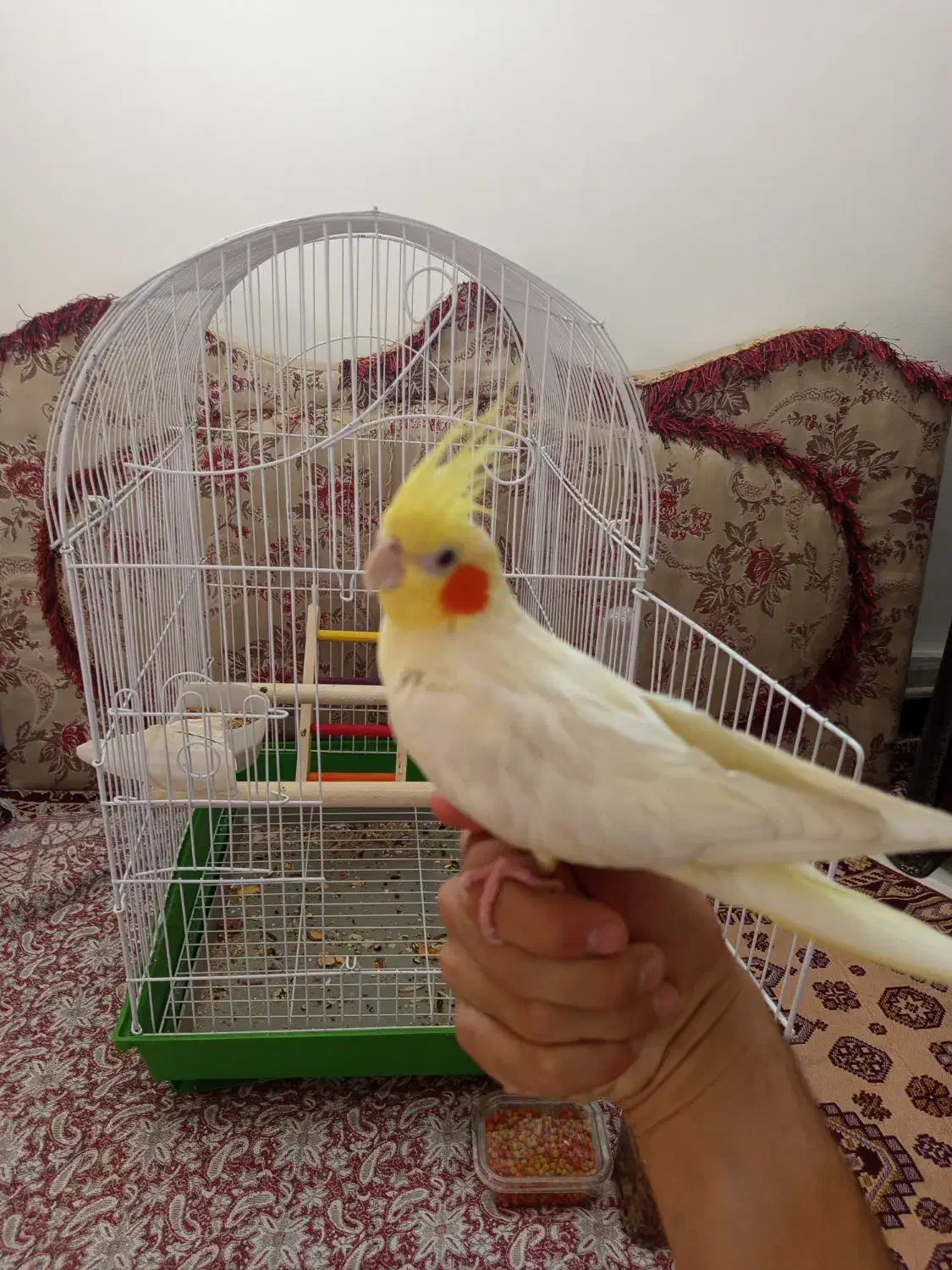 عروس هلندی|پرنده|قروه, |دیوار