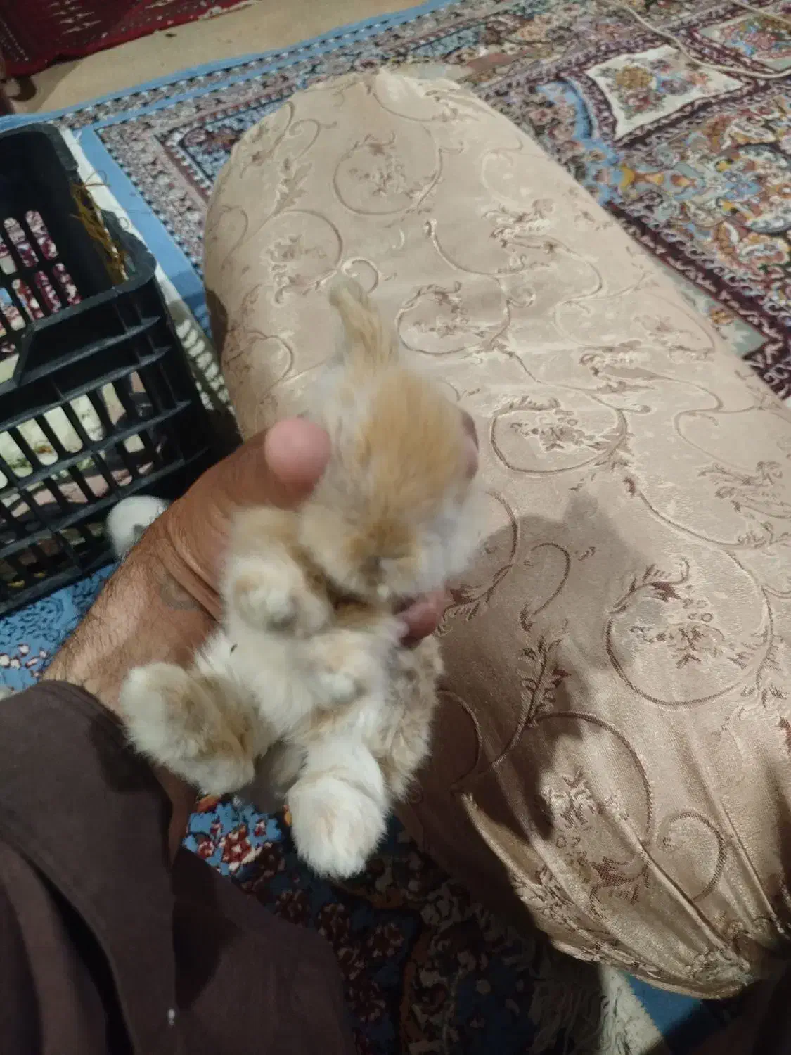 خرگوش لوپ|موش و خرگوش|زاهدان, |دیوار