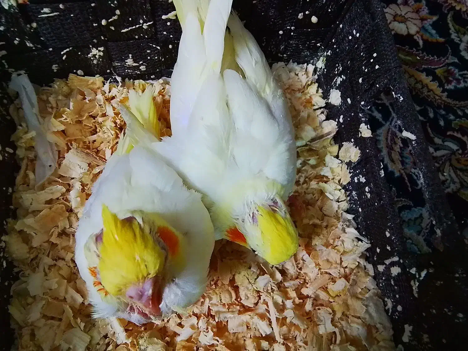 فروش|پرنده|تهران, خرمشهر|دیوار