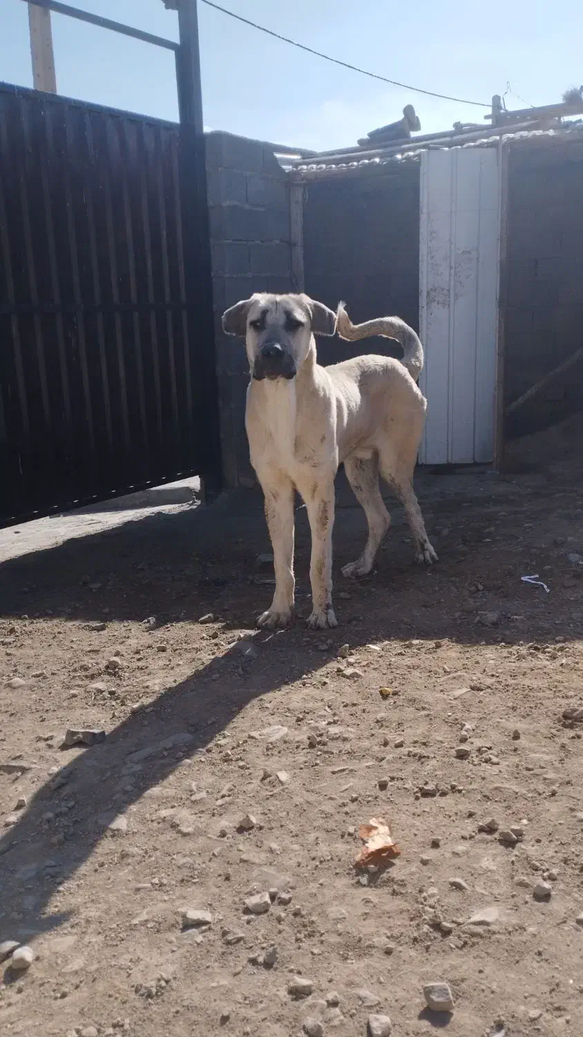 سگ از خونه رفته|سگ|زنجان, |دیوار