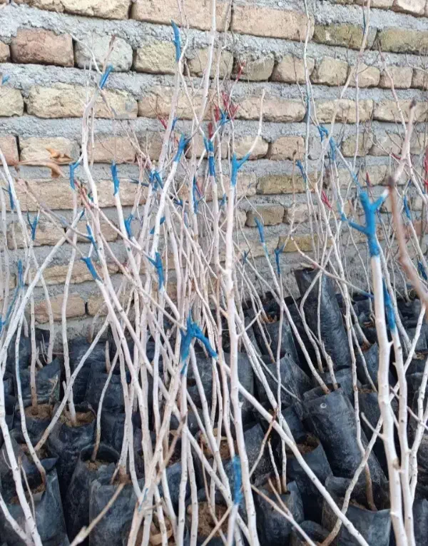 درخت پسته پیوندی وغیرپیوندی یه ساله دوساله سه ساله|گل و گیاه طبیعی|حسن آباد, |دیوار