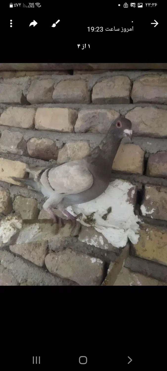 کفتر پرشی|حیوانات|قزوین, |دیوار