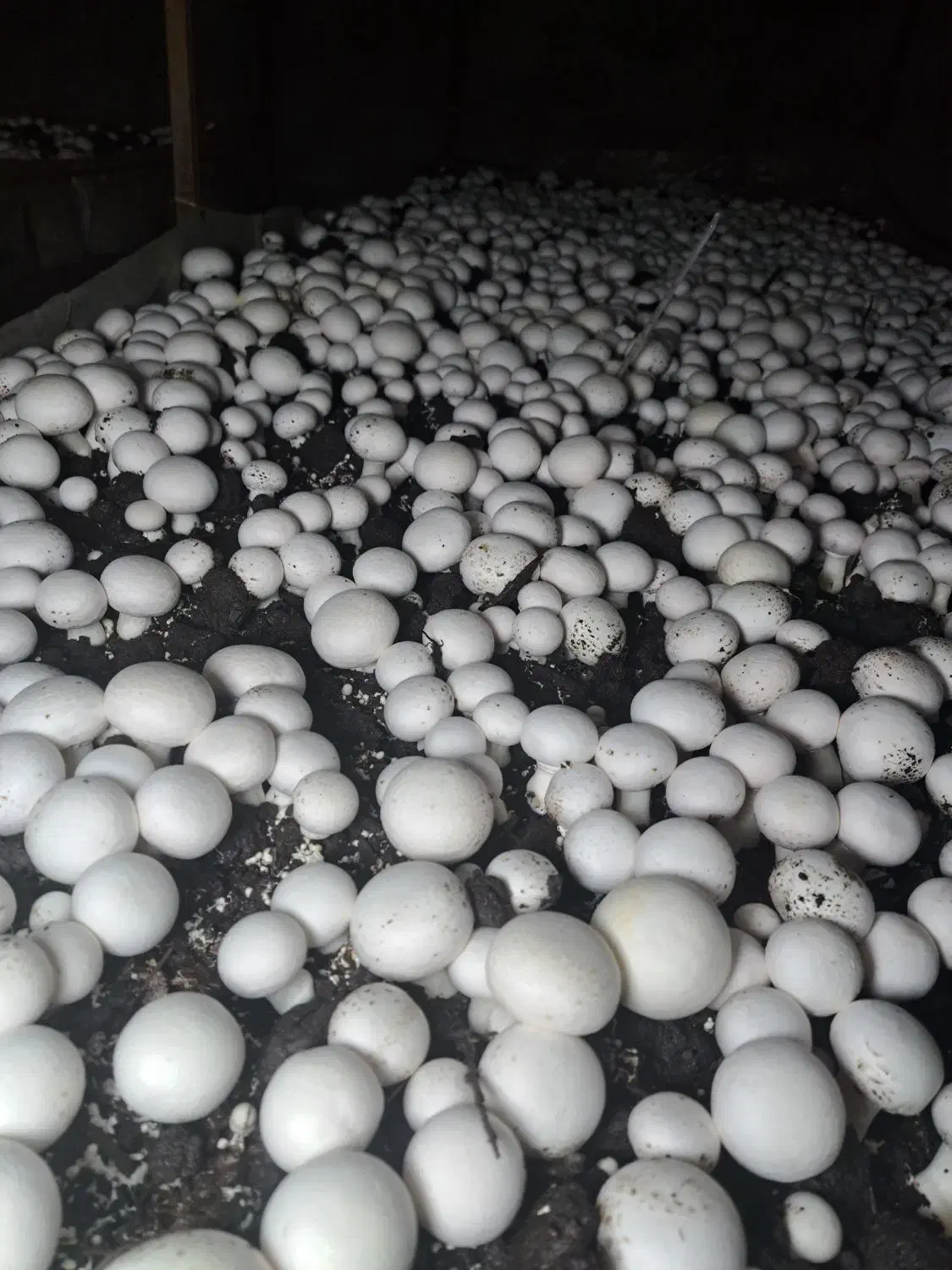 قارچ تازه|خوردنی و آشامیدنی|کوهدشت, |دیوار