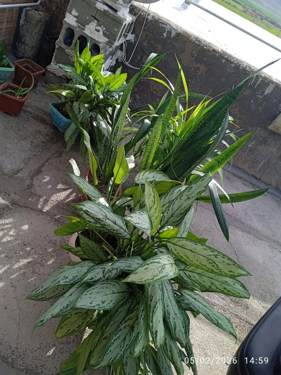 گل و گیاه|گل و گیاه طبیعی|سرپل ذهاب, |دیوار