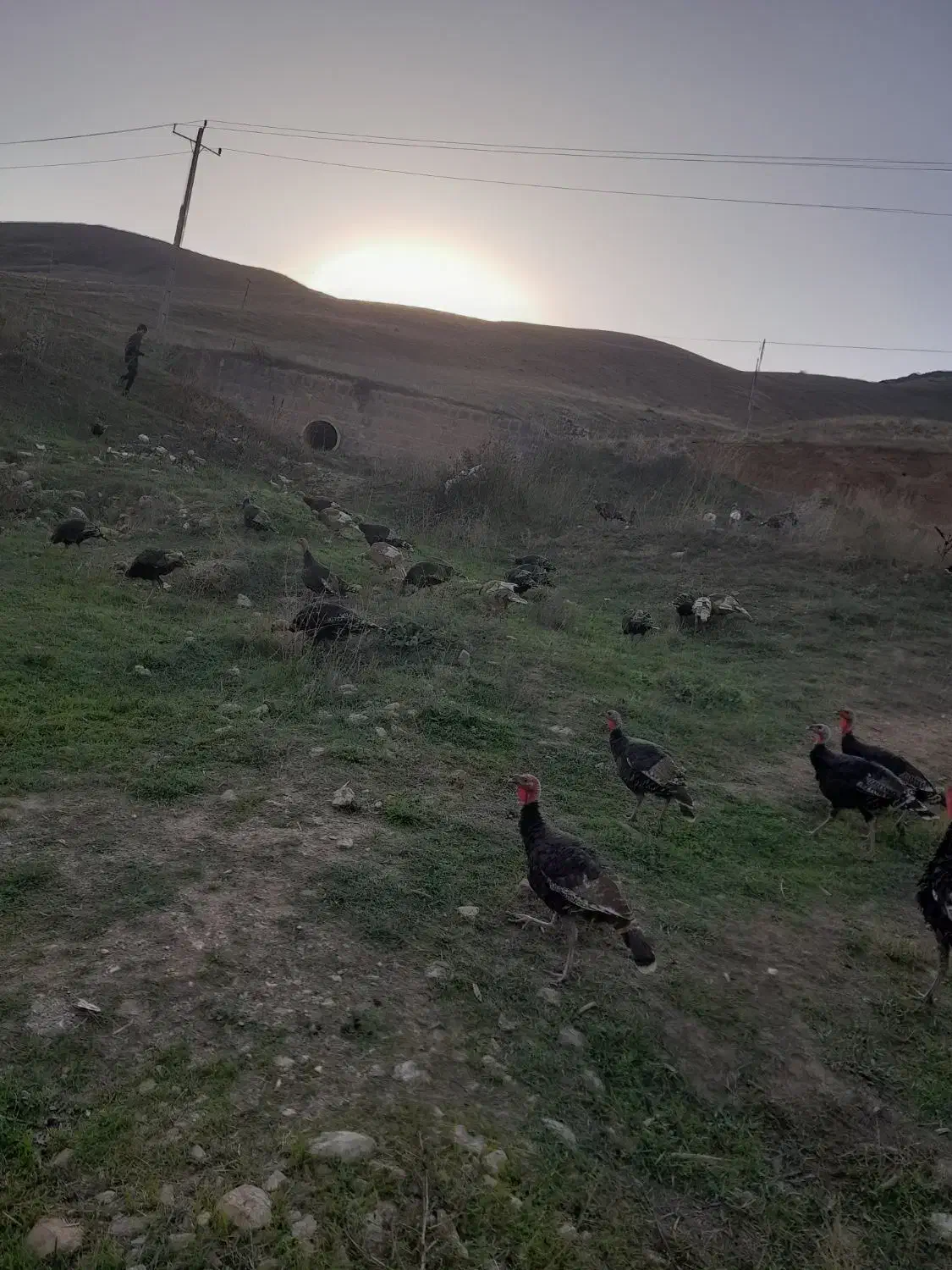 بوقلمون کاملا ارگانیک|حیوانات مزرعه|کلیبر, |دیوار