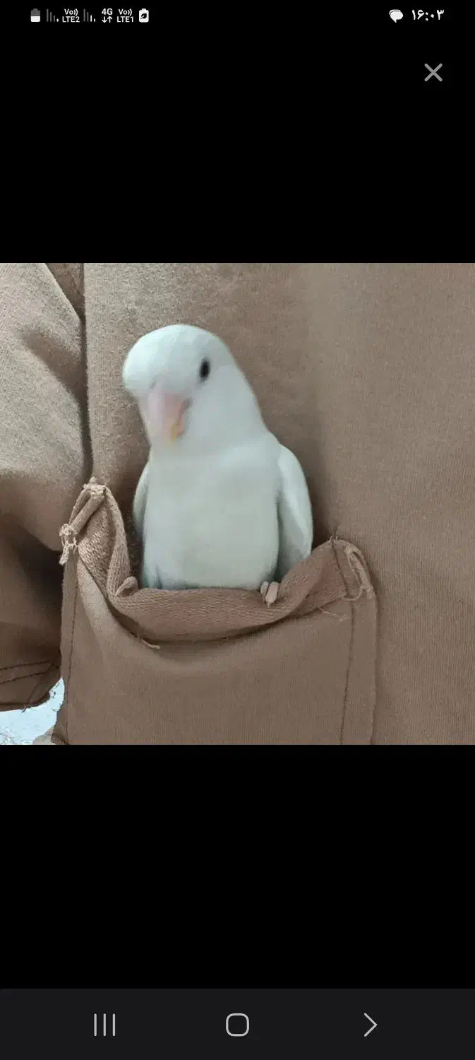 طوطی برزیلی|حیوانات|اندیشه, شهرک مریم|دیوار