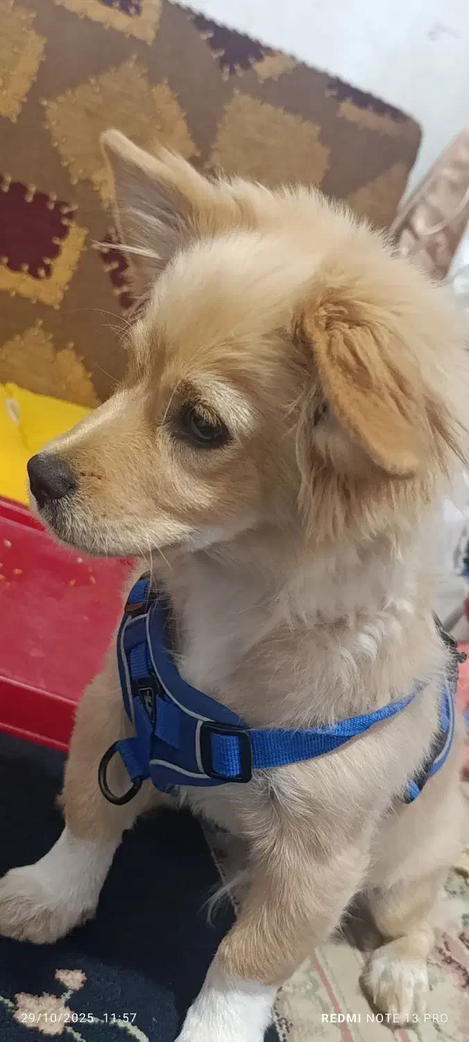 سگ شیتزو|سگ|مسجد سلیمان, |دیوار