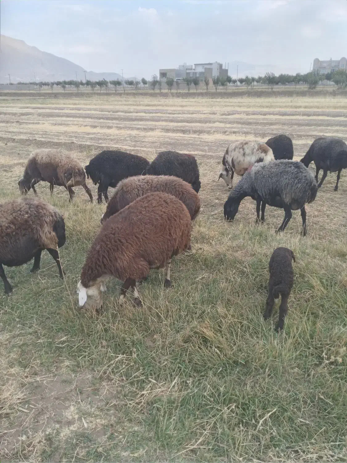 میش داشتی  آبستن  سنگین|حیوانات مزرعه|زالیان, |دیوار