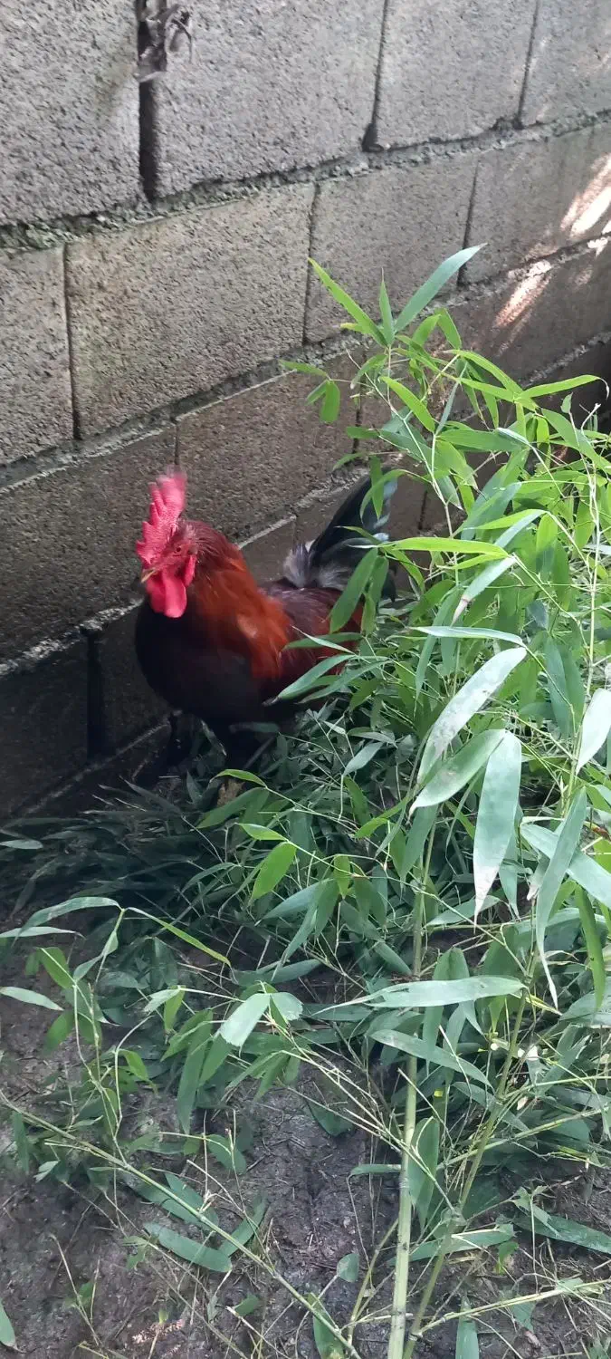 خروس سنگین وزن بزرگ|حیوانات مزرعه|سلمانشهر, |دیوار