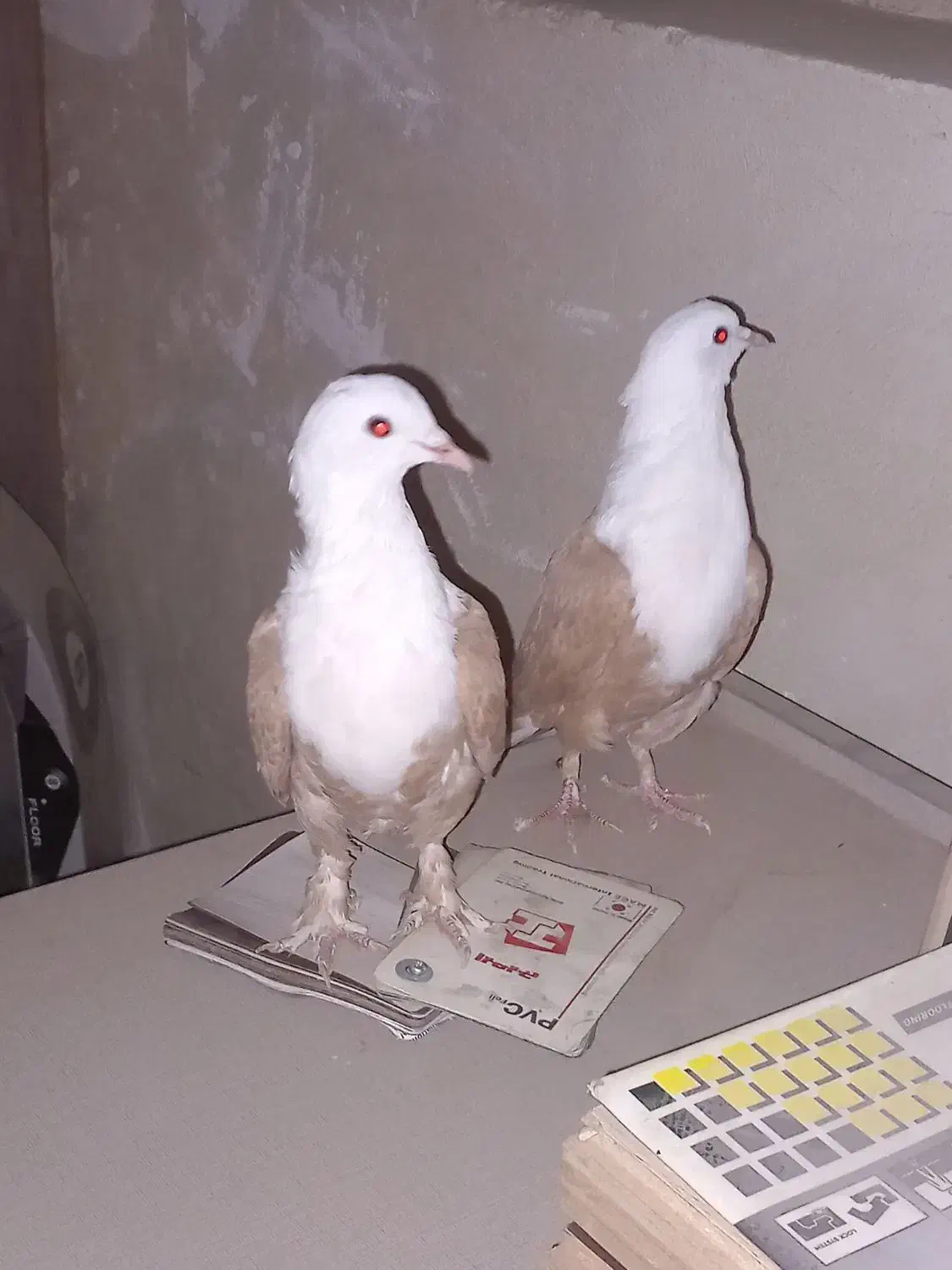 کله سفید کربلایی|پرنده|بومهن, |دیوار