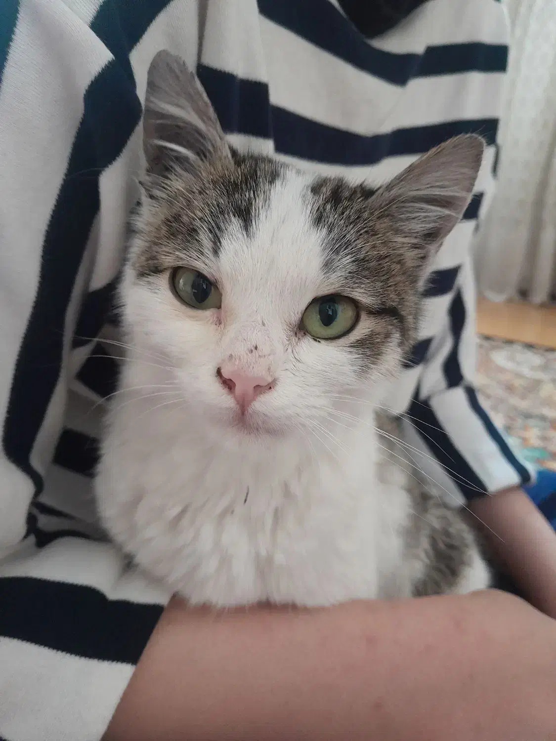 سرپرستی گربه ی نر ۵ ماهه|گربه|زنجان, |دیوار