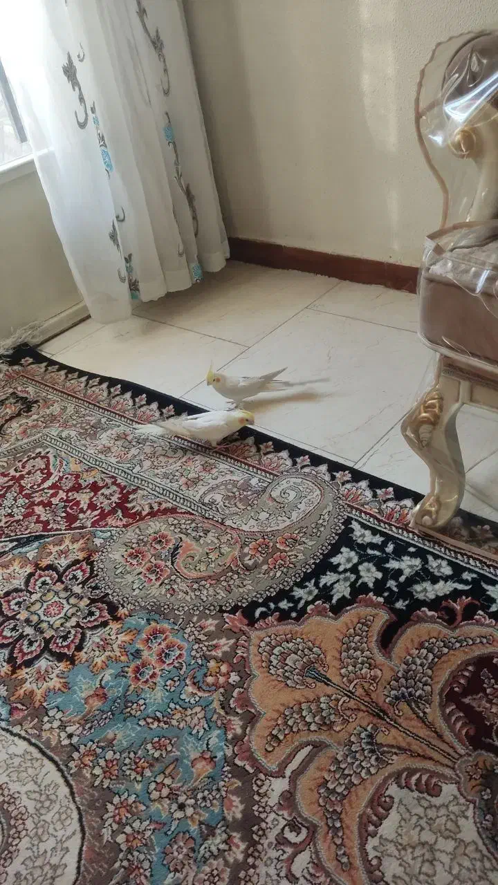 عروس هلندی|پرنده|شاهین‌شهر, نبوت|دیوار