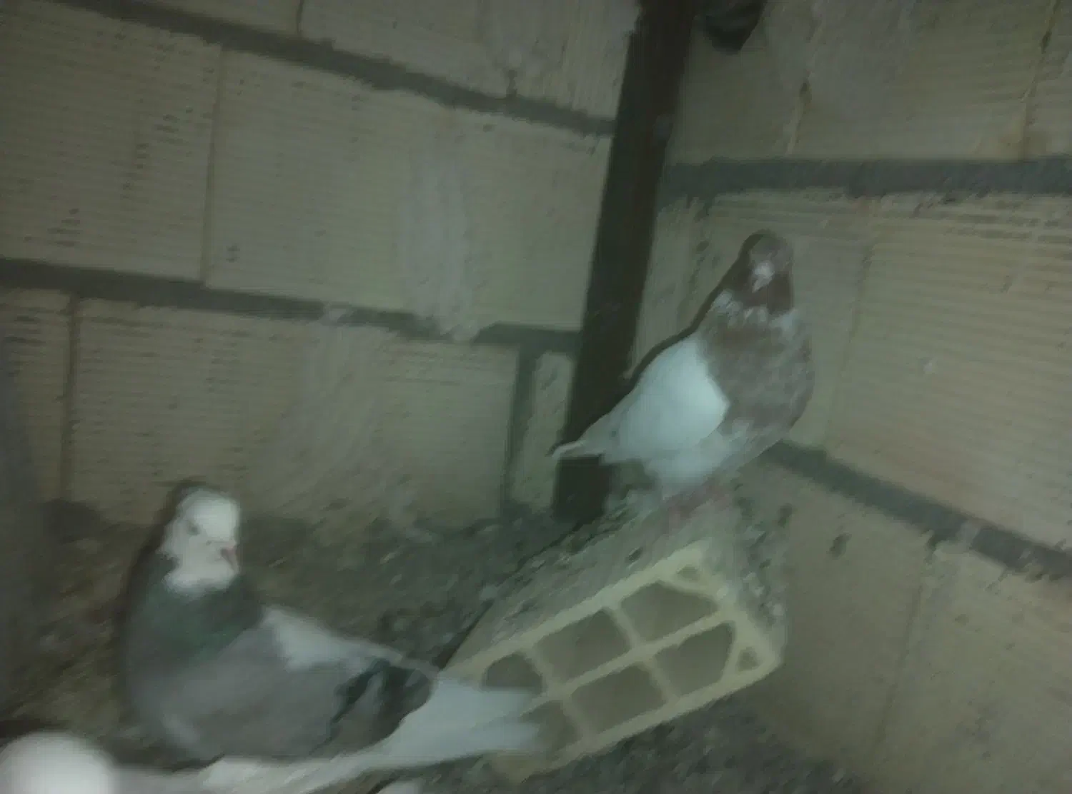 4عدد کفتر پرشی|پرنده|مشهد, نیروی هوایی|دیوار