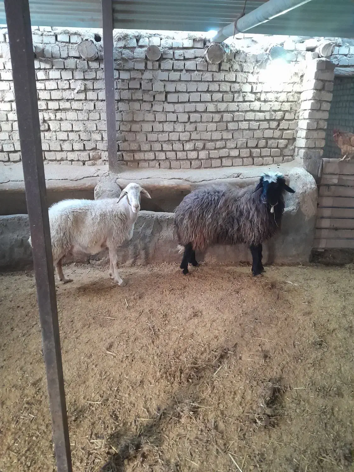 میش سالم و سرحال مناسب داشت|حیوانات مزرعه|محلات, |دیوار