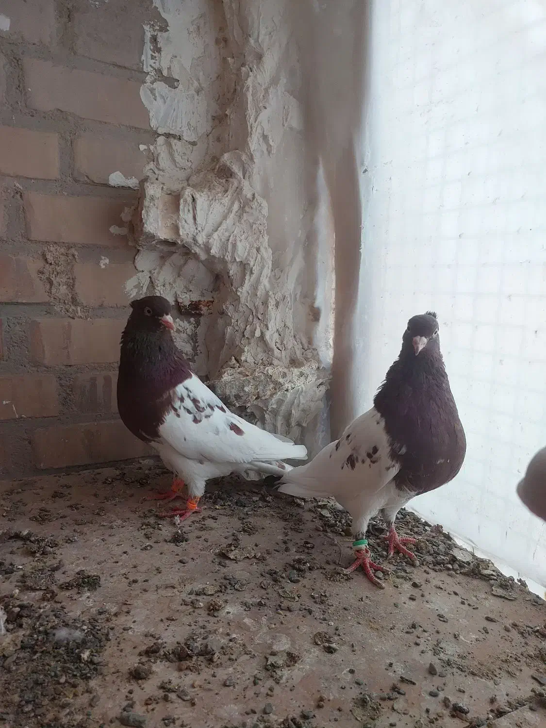 جفت کله سرخ مقبول|پرنده|تربت جام, شاد|دیوار